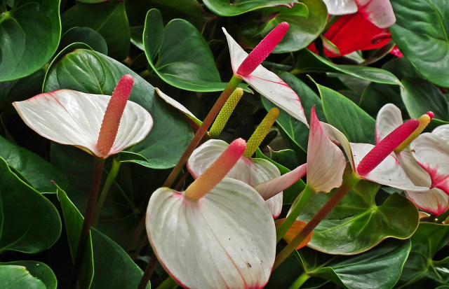 Ilustrasi sistem pernapasan tumbuhan. Foto: Pixabay/MrGajowy3