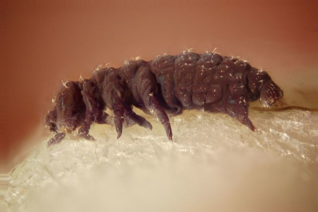 Tardigrada atau beruang air, yang diamati melalui mikroskop objektif | Gambar oleh Darron Birgenheier dari wikimedi commons