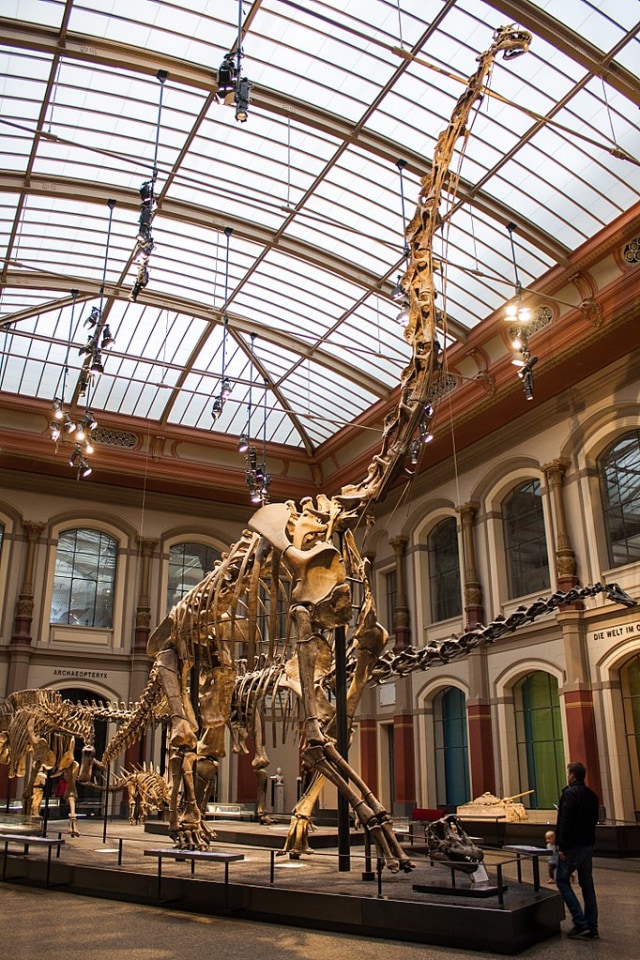 Fosil salah satu dinosaurus terbesar, Giraffatitan, di Museum fur Naturkunde. Foto: Wikimedia Commons