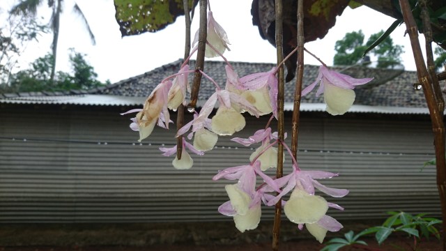 Ilustrasi anggrek khas Kampung PItu. Foto: Widi Erha