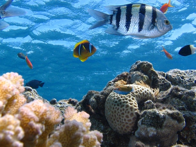 Contoh Ekosistem. Foto: Pixabay