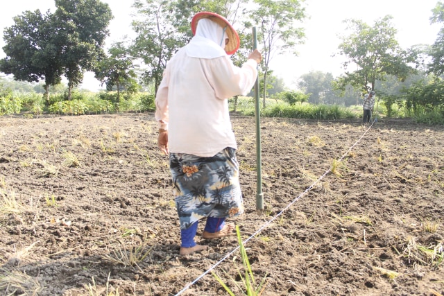 Petani di Gubug Lazaris, Desa Sambirejo, Kecamatan Pare, Kabupaten Kediri yang sedang menanam bibit kedelai hitam. Foto: Rino Hayyu Setyo.
