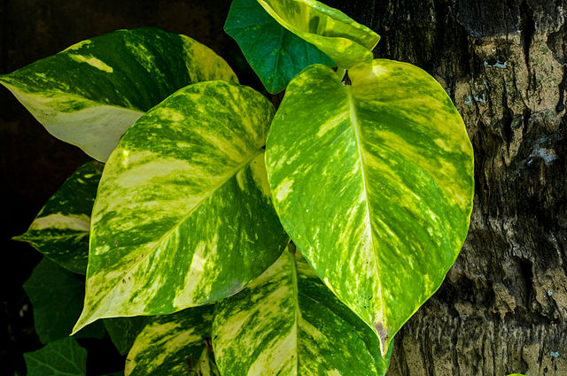 Epipremnum aureum dengan varigata warna kuning. Gambar disediakan oleh Wikimedia Commons