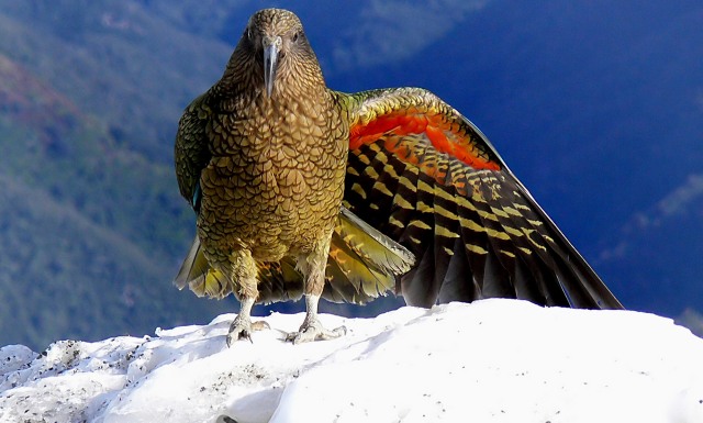 Kea, salah satu burung terpintar di dunia.  Foto: commons.wikimedia.org
