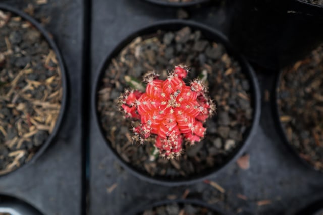 Bunga hias. Foto: Ben