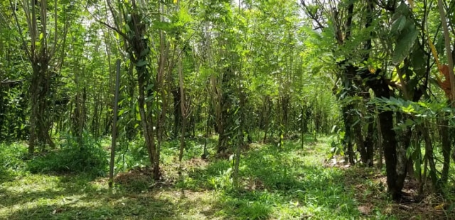 Kebun vanili di Kabupaten Dairi, Sumatera Utara. Foto: Dok. Kementerian Pertanian