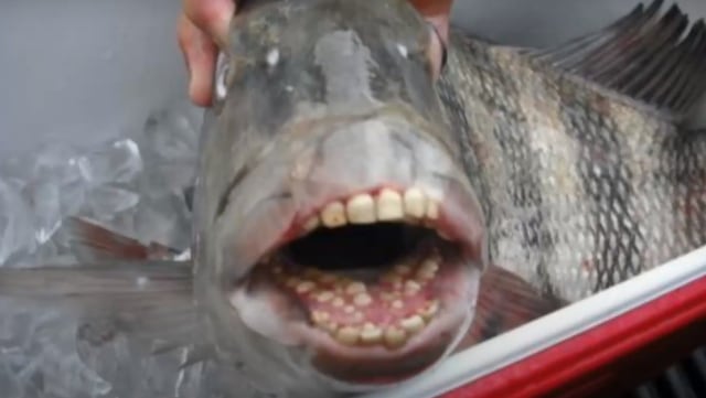 Penampakkan Gigi Ikan Sheepshead. Foto: Screen Youtube PatrynWorldLatestNew