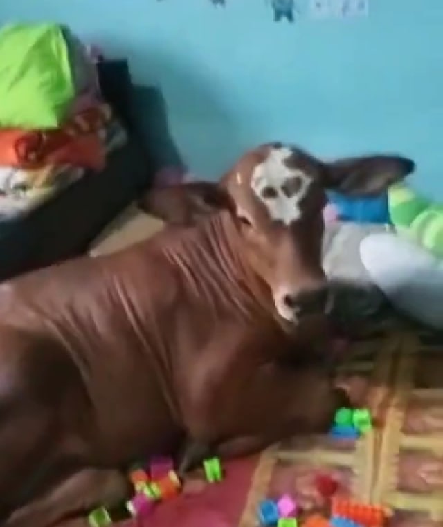 Viral seekor sapi rebahan di atas kasur bikin ngakak warganet. (Foto: Instagram/@sakudutan) 