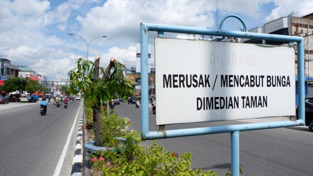 Di Pekanbaru, Pohon Pelindung Puluhan Tahun Dipotong Diganti Papan Reklame