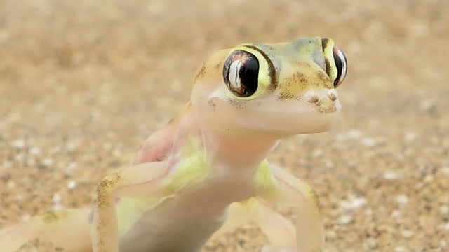 Palmatogecko rangei. Foto: Lutz Worch via Wikimedia Commons