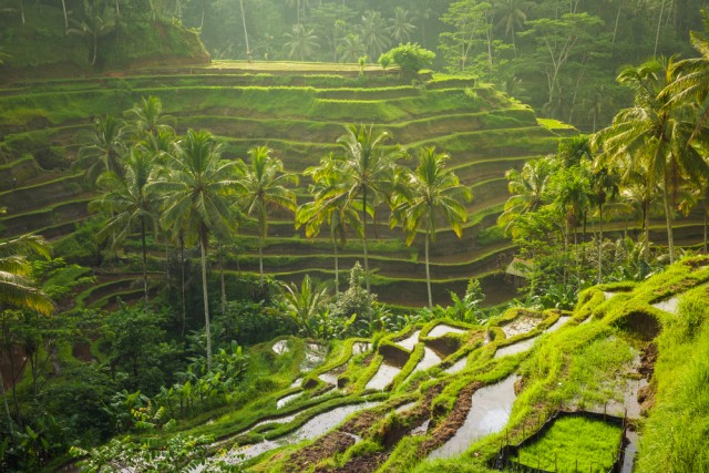 Sawah Tegallalang Bali. Foto: Shutterstock