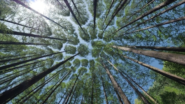 Ilustrasi Tumbuhan. Foto: lefteye81 from Pixabay