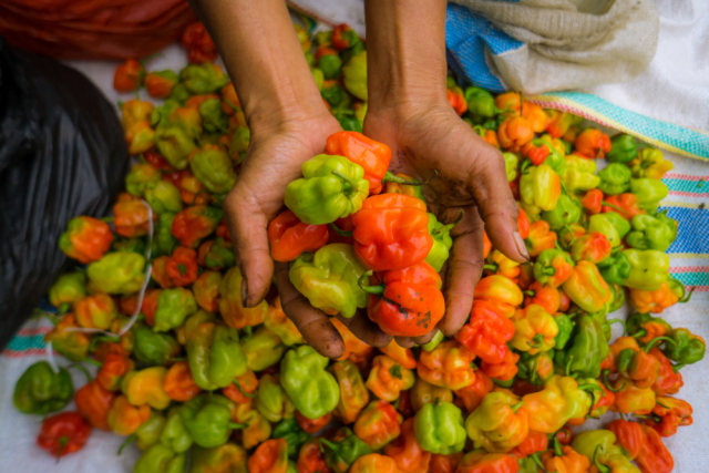 Ilustrasi cabai katokkon, salah satu cabai terpedas asli Indonesia Foto: Dok.Shutterstock