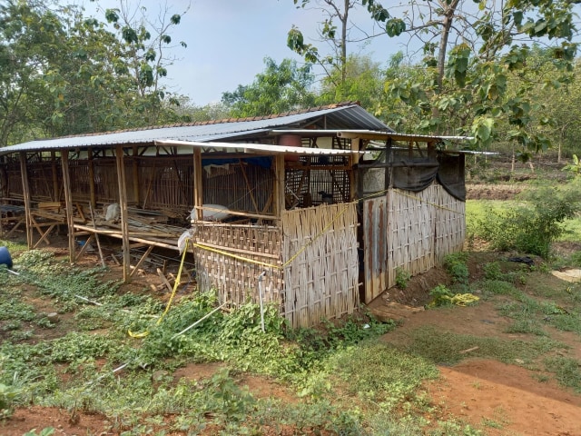 Kandang ayam milik tersangka yang terletak di Dukuh Ngesong, RT 1/RW 2, Kelurahan Puhgogor, Kecamatan Bendosari, Sukoharjo