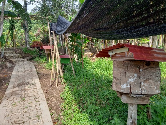 Sarang-sarang lebah madu yang ada di Suhita Bee Farm Batu Putu Bandar Lampung | Foto : Sidik Aryono/ Lampung Geh