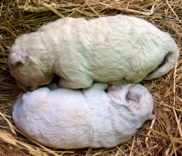Pistachio (atas), seekor anak anjing yang lahir dengan bulu hijau di sebuah peternakan di pulau Sardinia, di Pattada, Italia. Foto: Cristian Mallocci/Handout via REUTERS 
