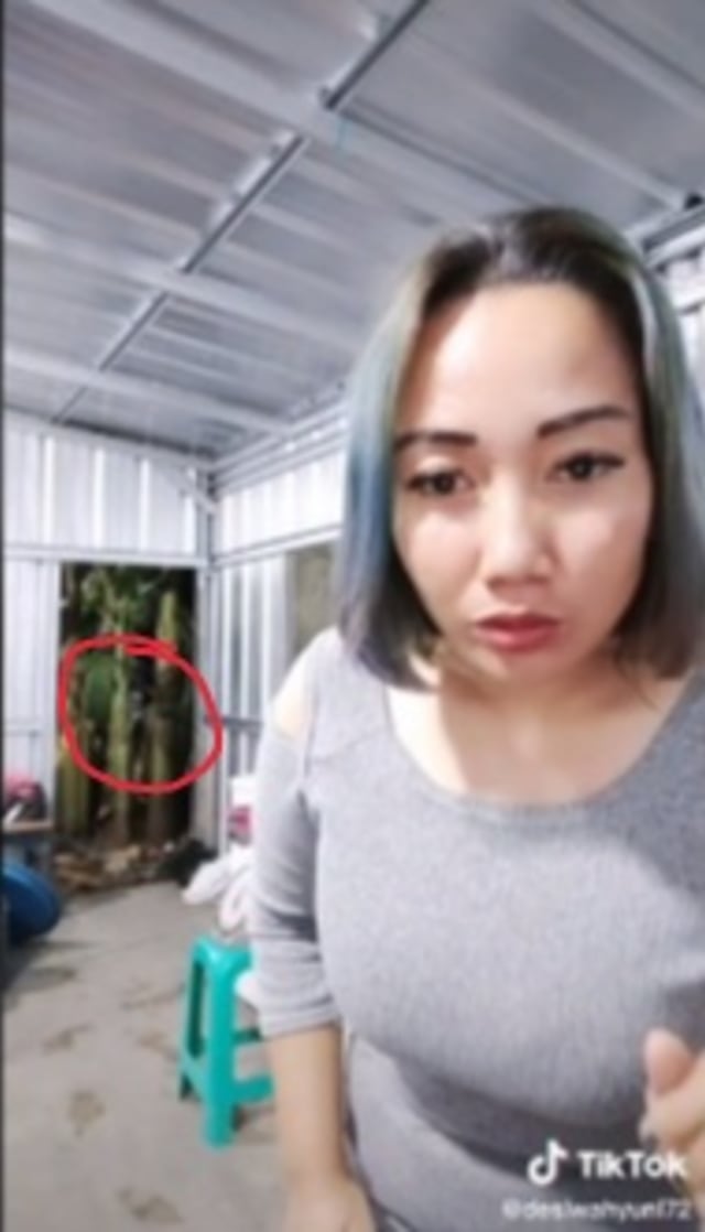 Viral ada penampakan pocong di balik pohon pisang saat wanita asal Banten bernama Desi Wahyuni bermain TikTok. (Foto: TikTok/@desiwahyuni72)