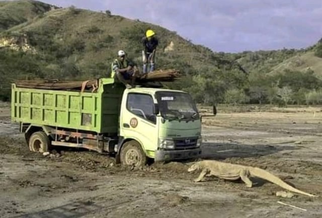 Truck yang memasuki pulau Rinca Taman Nasional Komodo, dihadang biawak komodo. Foto: istimewa.