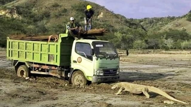 Truck yang memasuki pulau Rinca Taman Nasional Komodo, diadang biawak komodo.  Foto: Dok. Istimewa