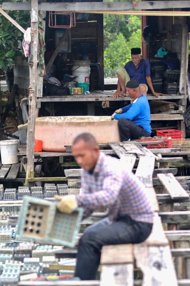 Budidaya kepiting cangkang lunak atau kepiting soka di Gampong Cot Lamkuweung, Meuraxa, Banda Aceh. Foto: Suparta/acehkini