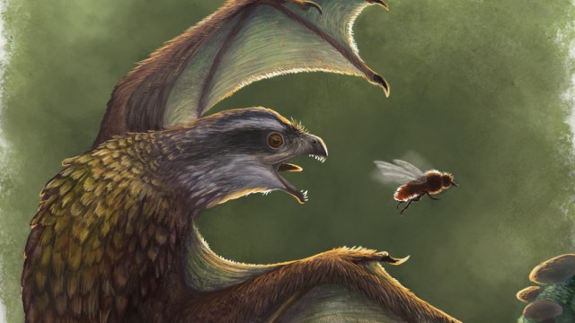 Ilustrasi dinosaurus Yi Qi. Foto: Emily Willoughby via Wikimedia Commons