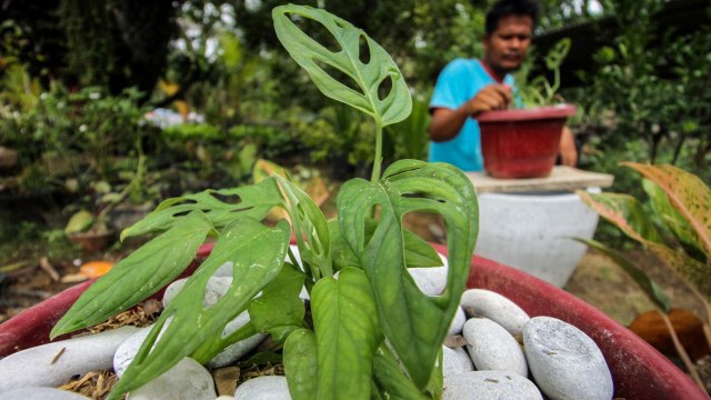 Pekerja merawat Monstera adansonii Variegata atau Janda Bolong di areal tanaman hias Desa Blang Weu, Kuta Makmur, Aceh Utara, Aceh, Jumat (9/10). Foto: Rahmad/ANTARA FOTO
