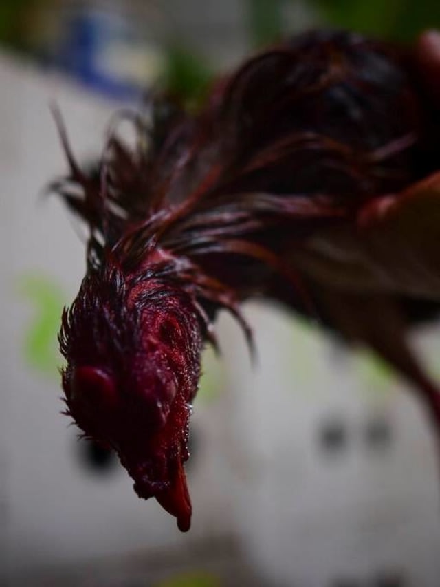 ilustrasi sabung ayam yang digerebek polisi. Foto: AP Photo/Carlos Giusti