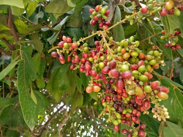 Pohon katilayu. Dok: bisapinter