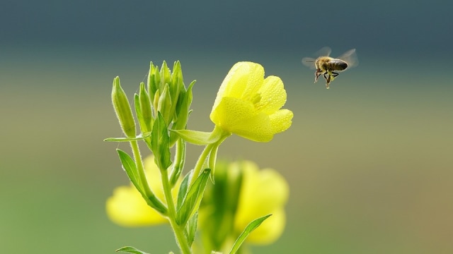 Bunga Mawar Sore dan Seekor Lebah. Foto: ajs1980518 from Pixabay