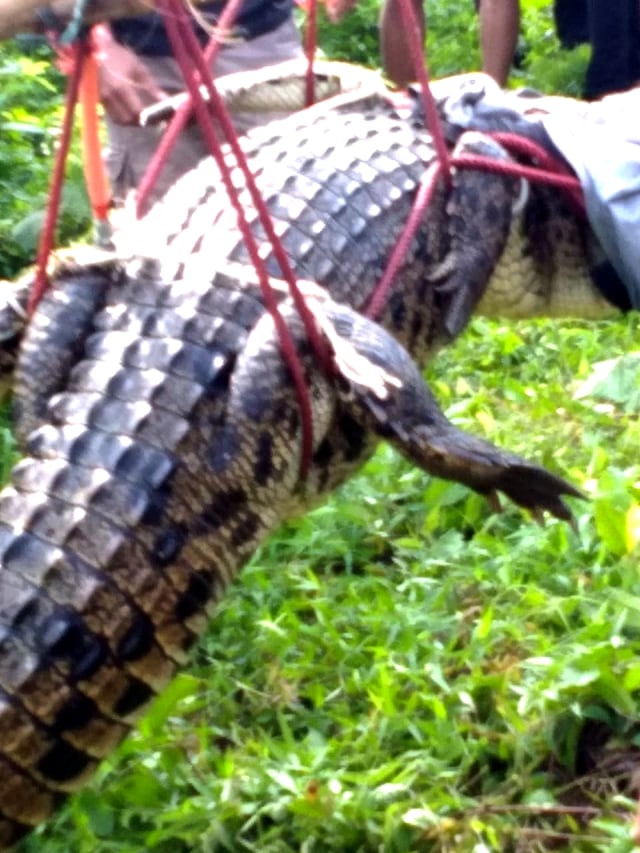 Penemuan buaya berukuran 3 meter di Desa Sukasari, Kecamatan Rumpin, Bogor, Jawa Barat, pada Jumat (30/10). Foto: Dok. Istimewa