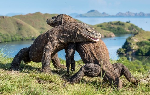 #Save Komodo; Proyek Jurassic Park Mengancam habitat komodo