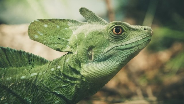Seekor Kadal. Foto: homar from Pixabay