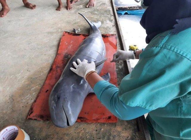 Seekor pesut jantan (Orcaella brevirostris) ditemukan warga dalam keadaan mati, di Pulau Cempedak, Kabupaten Ketapang, Kalimantan Barat, Kamis (29/10). Foto: BKSDA Kalbar