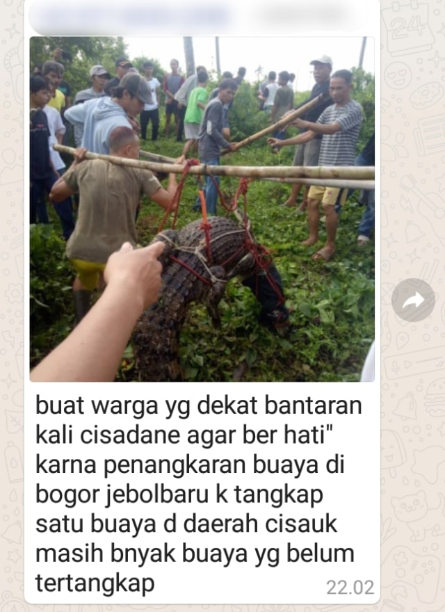 Pesan berantai sebut puluhan buaya lepas ke Sungai Cisadane Tangerang. Foto: Dok. Istimewa