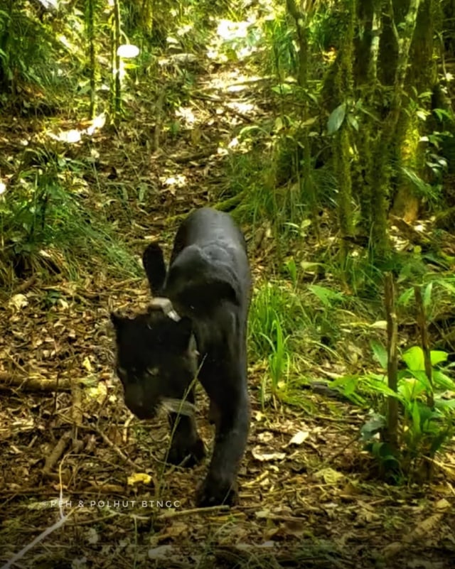 Macan tutul yang diberi nama Slamet Ramadhan terekam kamera trap yang dipasang Pengendali Ekosistem Hutan dan Polisi Hutan Balai TNGC Kuningan. (Istimewa/BTNGC Kuningan)