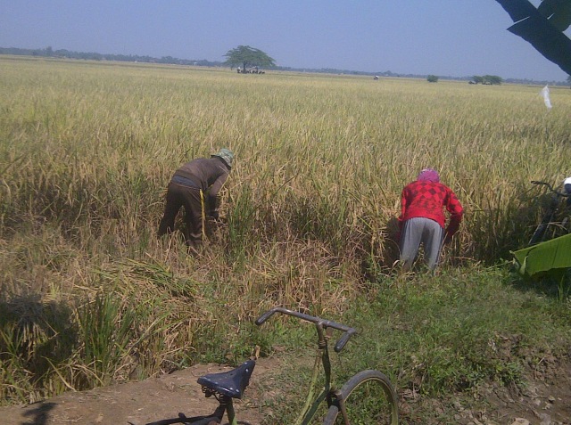 Pertanian jadi sektor unggulan wilayah Indramayu Barat. (Tomi Indra)