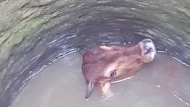 Seekor sapi masuk sumur sedalam tujuh meter di Blora, Jawa Tengah. Foto: Dok. Istimewa