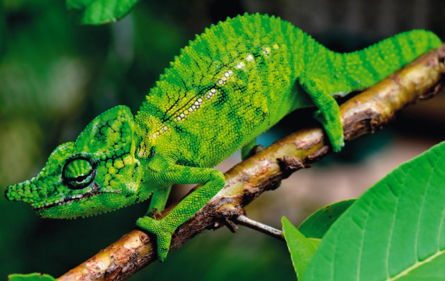 Bunglon Voeltzkow jantan ketika stres skala menengah. Foto: Frank Glaw dkk via Salamandra Journal