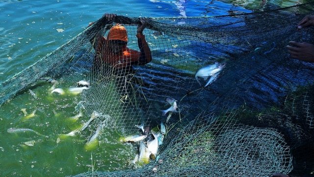 Budidaya ikan patin di Desa Kurungan Nyawa II, Kecamatan Buay Madang Kabupaten Ogan Konering Ulu Timur, Sunatera Selatan, Jumat (6/11) Foto: ary priyanto/Urban Id