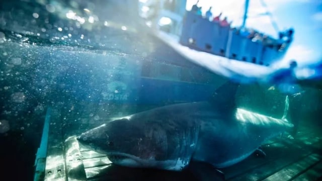 Hiu Putih Raksasa muncul ke permukaan. Foto: Dok. Robert Snow/Ocearch via Live Science