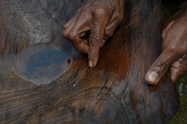 Seorang warga menunjukkan bijih emas dari dulang tradisionalnya di Desa Powelua, Kabupaten Donggala, Sulawesi Tengah. Foto: Basri Marzuki/Antara Foto