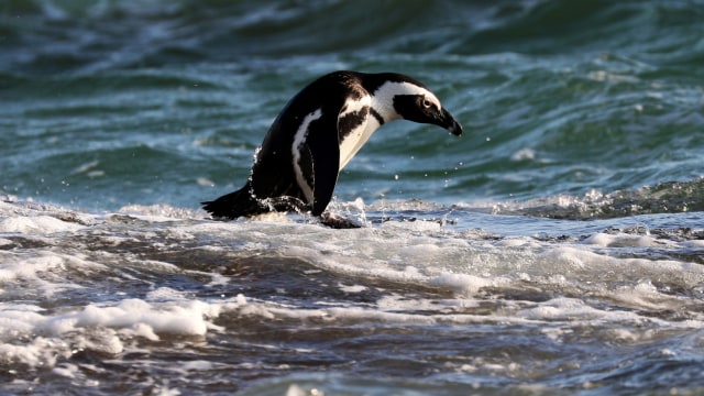 Para Penguin di Afrika Selatan. Foto: Reuters/Sumaya Hisyam