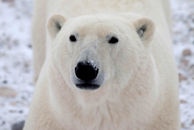 Seekor beruang kutub jantan menunggu es laut kembali di Area Pengelolaan Margasatwa Churchill, Manitoba, Kanada. Foto: Gloria Dickie/Reuters