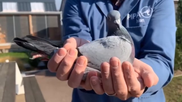 New Kim, burung merpati termahal di dunia. (Foto: Dok. Hok van de Wouwer)
