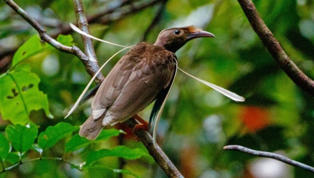Bidadari Halmahera betina. Foto: ebird.org/Andy Walker