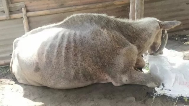 Kebo Nyai Manis Sepuh saat masih hidup. Foto: Dokumentasi Keraton Surakarta/Antara