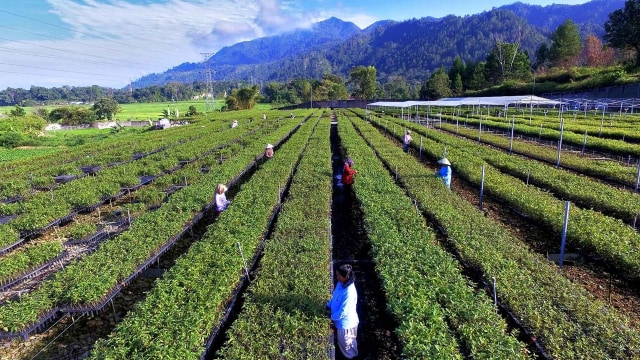 Pembibitan eucalyptus di PT Toba Pulp Lestari bisa memproduksi 2,6 juta bibit per bulan. Foto: PT TPL