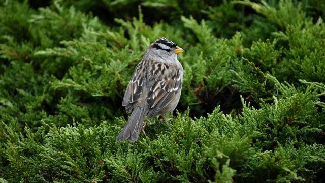 Burung Pipit Mahkota Putih. Foto: karaskye from Pixabay