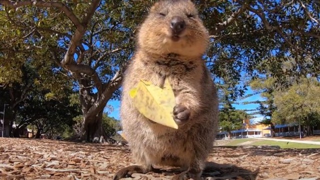 Seekor Quokka. Foto: Youtube/Kevin Lew