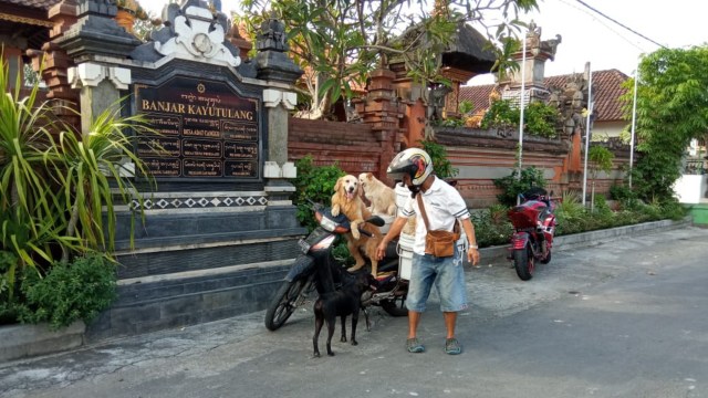 Kisah Lelut bonceng enam anjing sambil cari pakan 30 ternaknya. Foto: Denita Br Matondang/kumparan